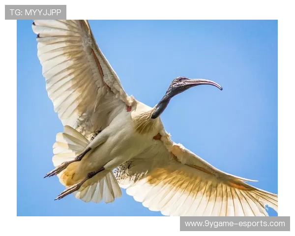 _老鹰速度快，场上节奏紧凑激烈_，老鹰飞得快不快
